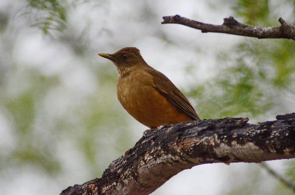 Thrush, Clay-colored, 2013-01095219 Bentsen Rio Grande Valley State Park, TX.JPG - Clay-colored Thrush. Bentsen Rio Grande Valley State Park, TX, 1-9-2013